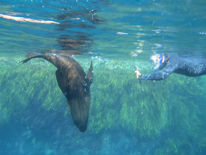 Diving with seals at the Poor Knights