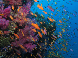 Anthias and soft corals