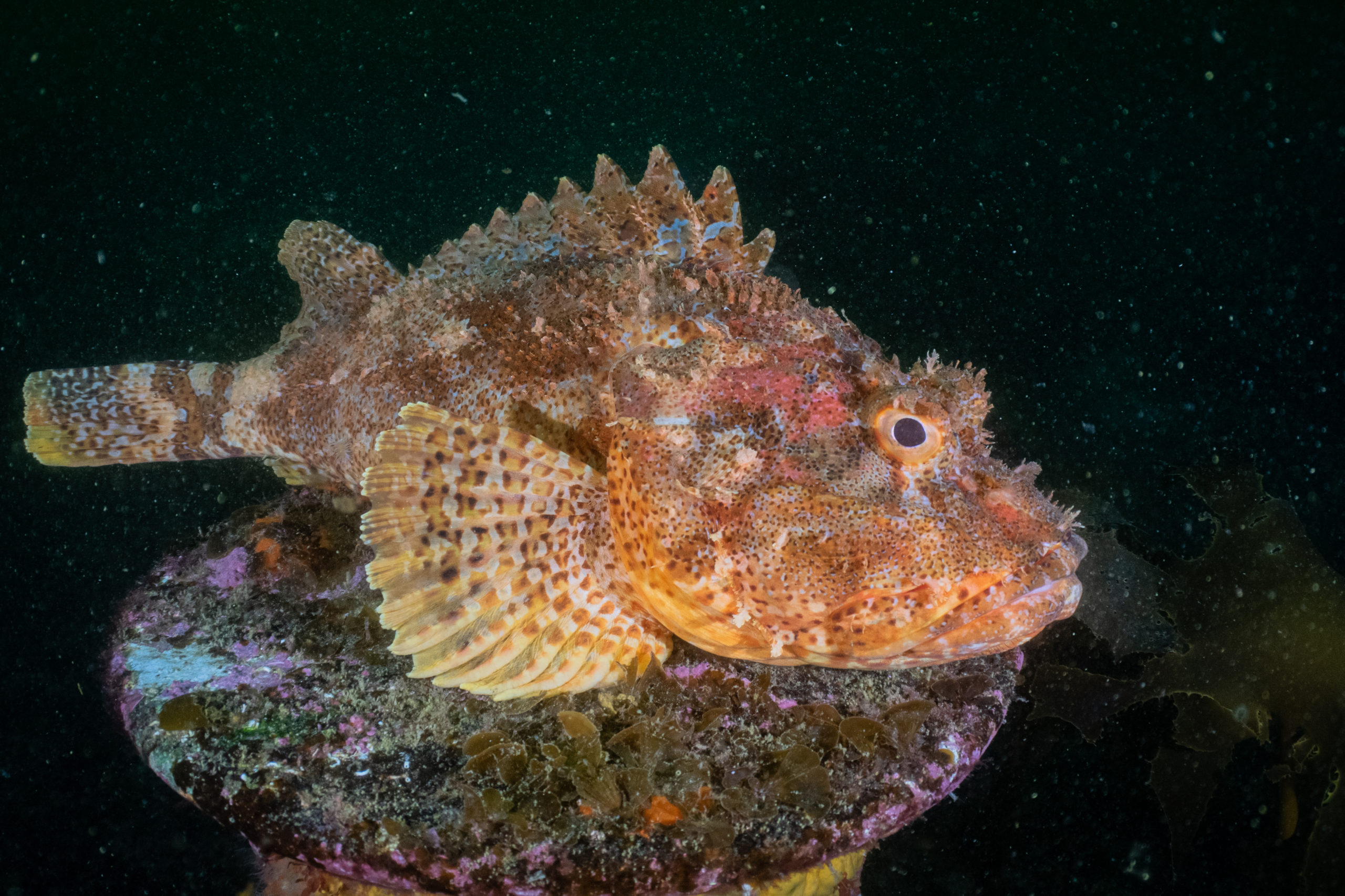 scorpion fish bite